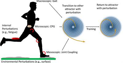 Attractive Gait Training: Applying Dynamical Systems Theory to the Improvement of Locomotor Performance Across the Lifespan